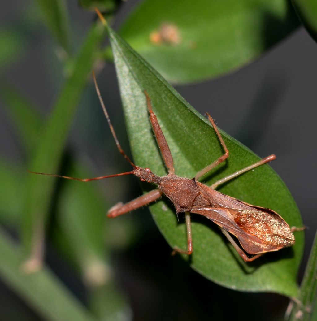 Reduviidae: Nagusta goedeli della Toscana (GR)